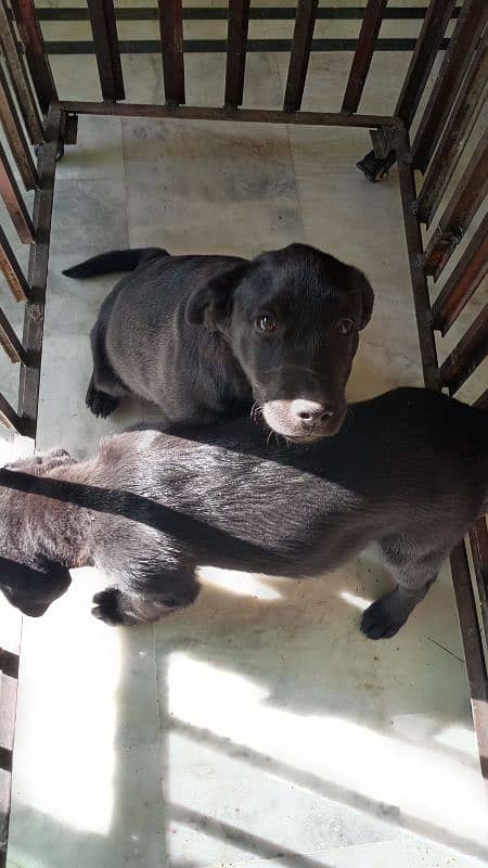 Labrador female puppies. 11