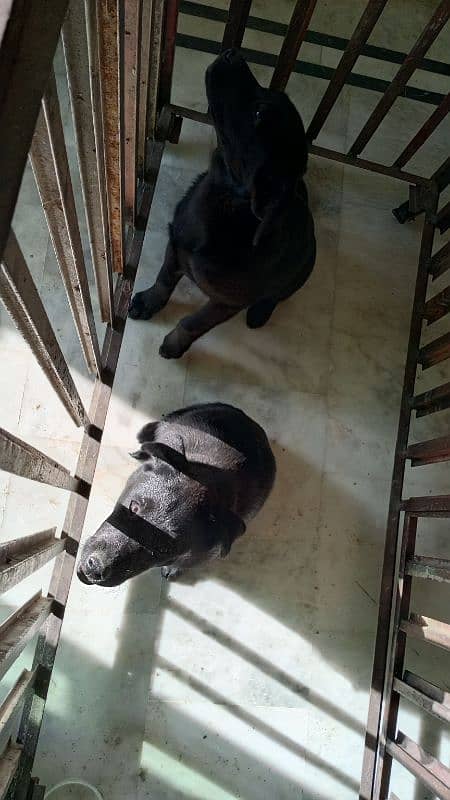 Labrador female puppies. 12