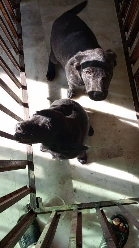 Labrador female puppies. 13