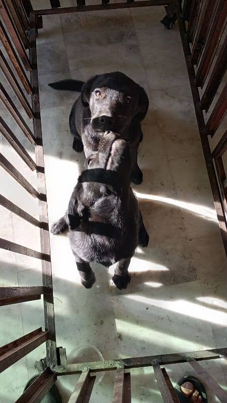 Labrador female puppies. 14