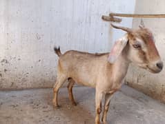 Healthy female goat for sale