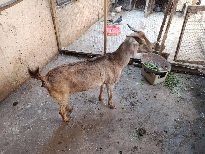 Healthy female goat for sale 1