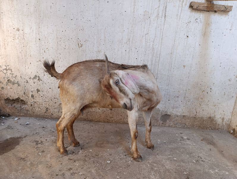 Healthy female goat for sale 2