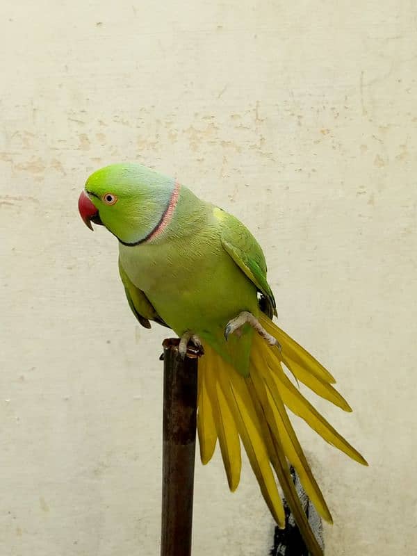 talking parrot bolata hai 0