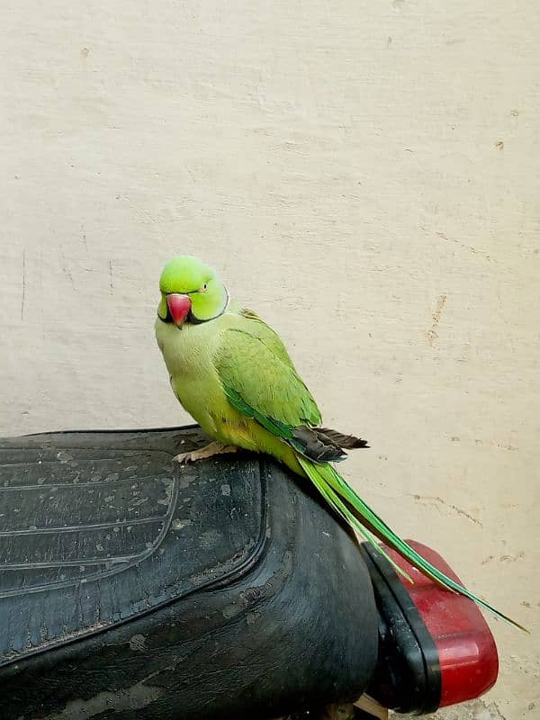 talking parrot bolata hai 1