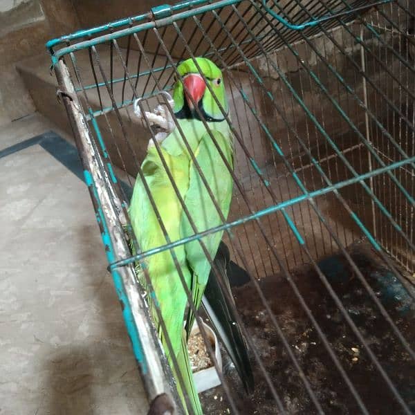 talking parrot bolata hai 2