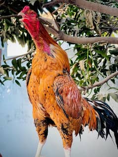 King Size Sindhi Aseal Murgha Rooster