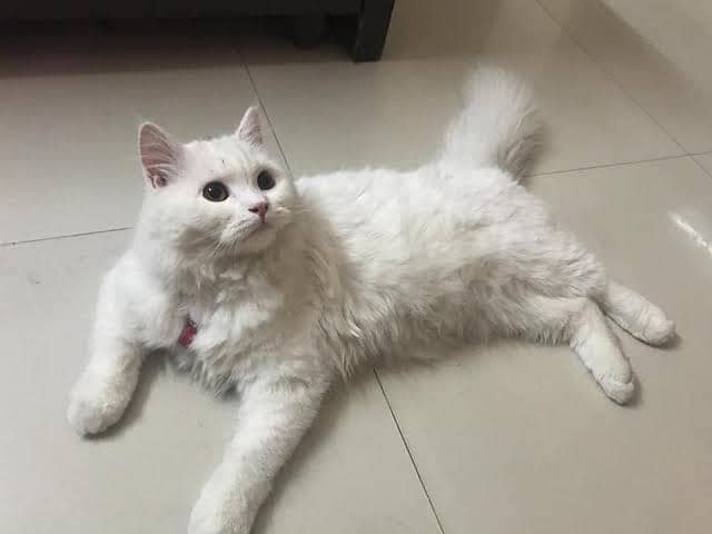 Persian Cat 9 month 0