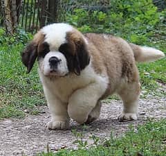 Saint Bernard Puppies ready For Import