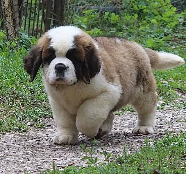 Saint Bernard Puppies ready For Import 0