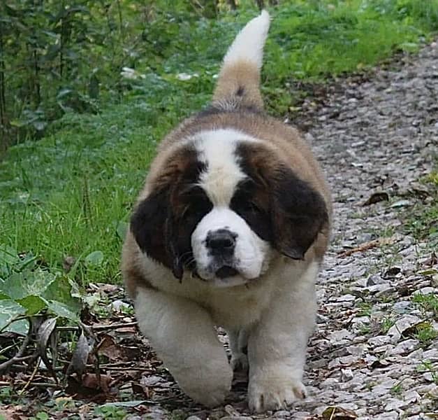 Saint Bernard Puppies ready For Import 1