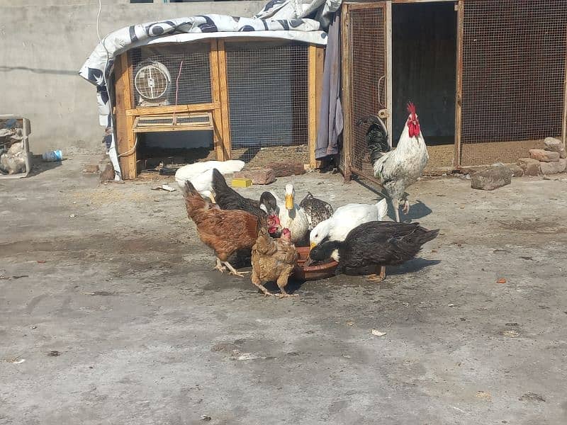 Egg laying hens for urgent sale 1