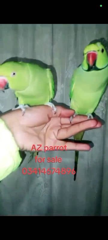 hand taim 03404505419 WhatsApp call 0