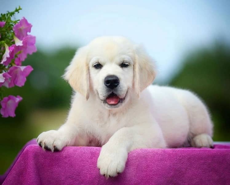 Pedigreed Golden Retriever puppies 0