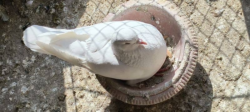 FANCY PIGEON SALE OR EXCHANGE WITH HENS 0