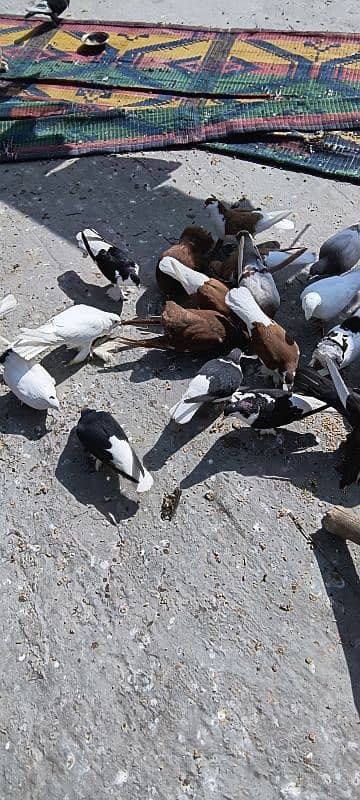 FANCY PIGEON SALE OR EXCHANGE WITH HENS 1