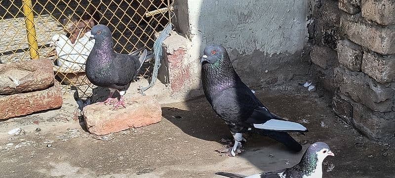 FANCY PIGEON SALE OR EXCHANGE WITH HENS 2