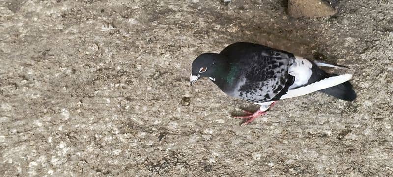 FANCY PIGEON SALE OR EXCHANGE WITH HENS 3