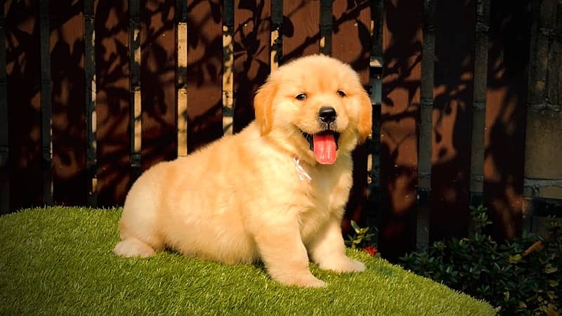 Golden Retriever Puppies 0