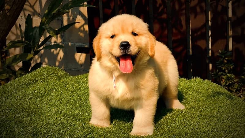 Golden Retriever Puppies 1