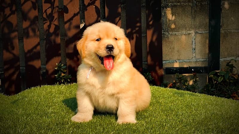 Golden Retriever Puppies 2