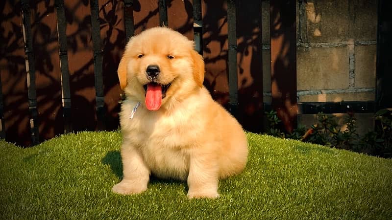 Golden Retriever Puppies 3