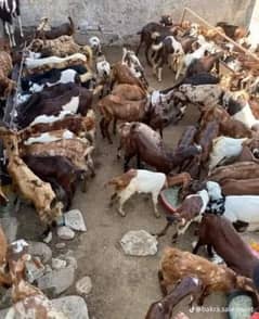 JUTT_GOAT_FARM4 WE DEAL IN ALL KIND OFLIVESTOCKQURBANIBAKRADumbachatra