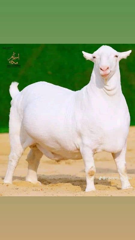 JUTT_GOAT_FARM4 WE DEAL IN ALL KIND OFLIVESTOCKQURBANIBAKRADumbachatra 1