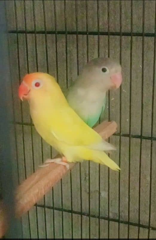 Breeder Pair 1