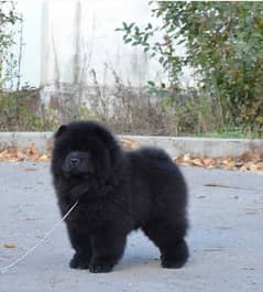 Black Chow Chow Male Puppy