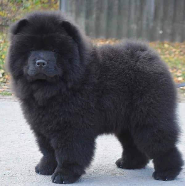 Black Chow Chow Male Puppy 1