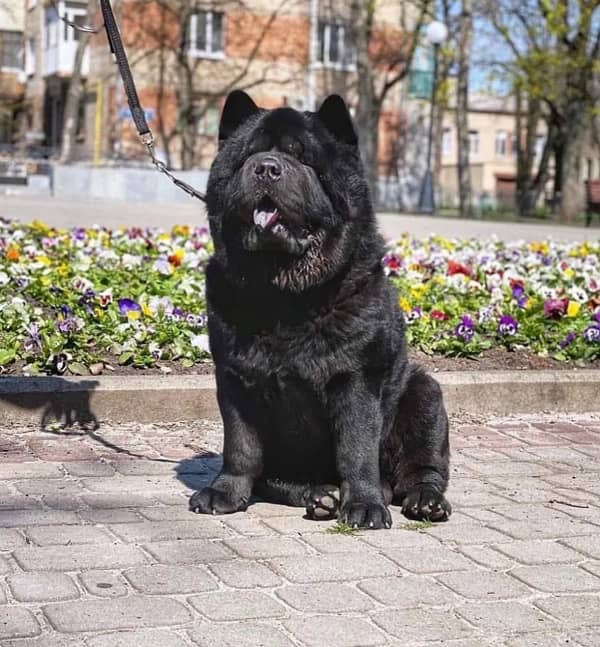 Black Chow Chow Male Puppy 2