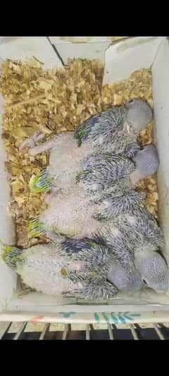 3500 per piece green chicks 03127093372