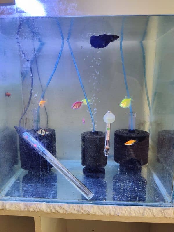 **Fish for Sale – Healthy & Active! ** 0