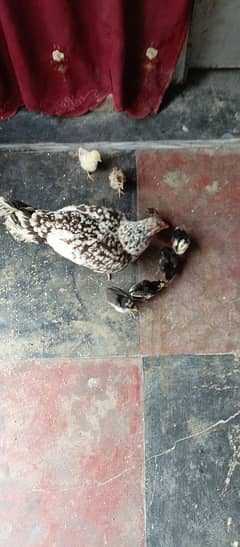 aseel murghi with 7 chicks