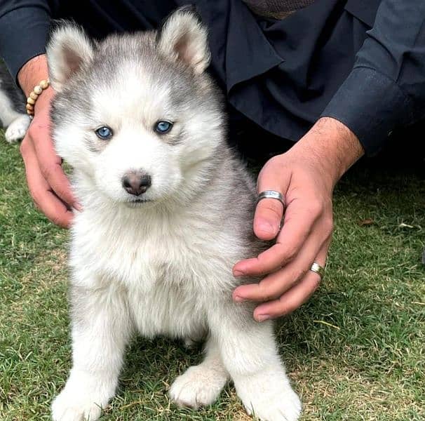 Siberian husky puppies dog for sale 03231150759 0