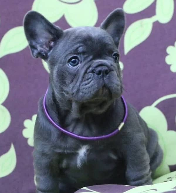 French Bulldog Puppies available for Import 1