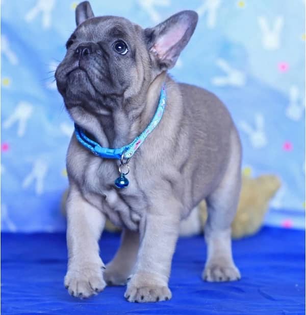 French Bulldog Puppies available for Import 2