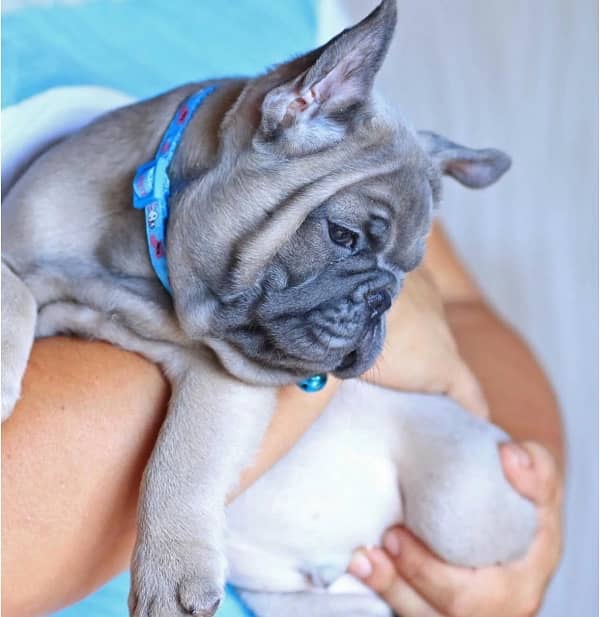 French Bulldog Puppies available for Import 3