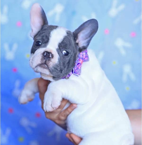 French Bulldog Puppies available for Import 4