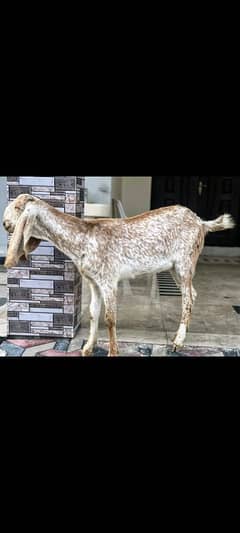 makkhi chini goat