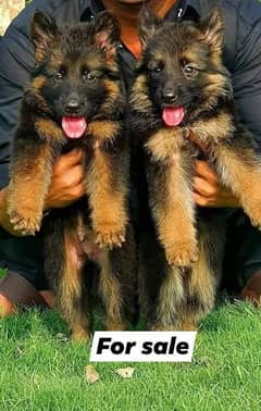 German Shepherd