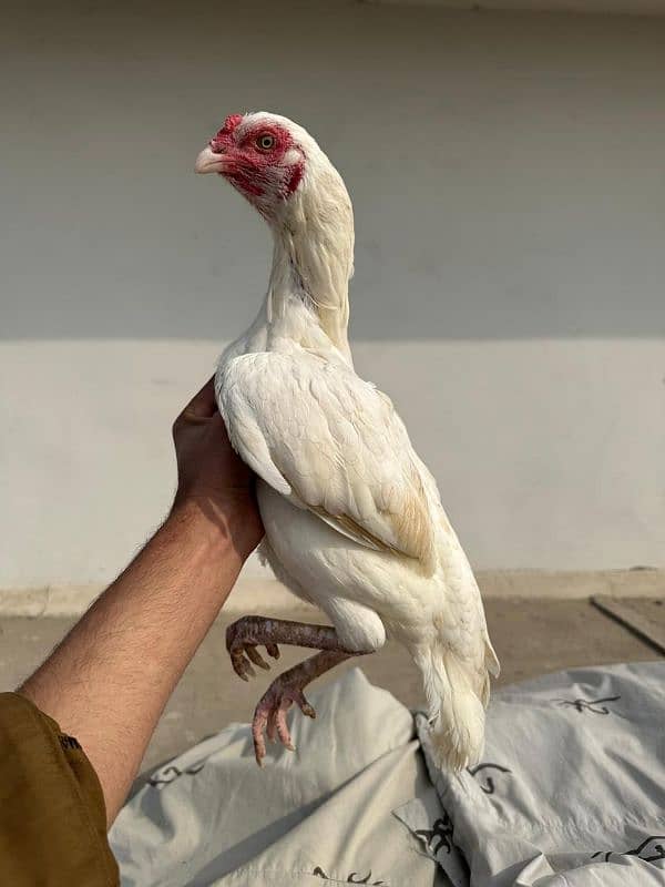 paper white heera aseel madi, female, male, murga, chicks, 3