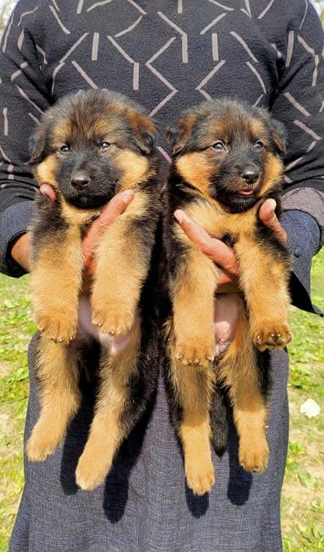 German Shepherd 4