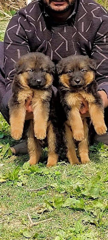 German Shepherd 5