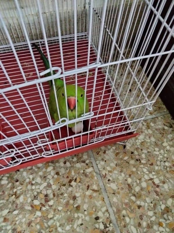 parrot available 0