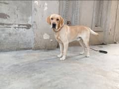 Labrador Retriever Dog for Sale in Lahore