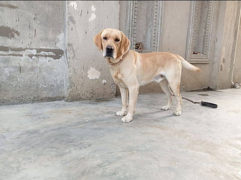 Labrador Retriever Dog for Sale in Lahore 0