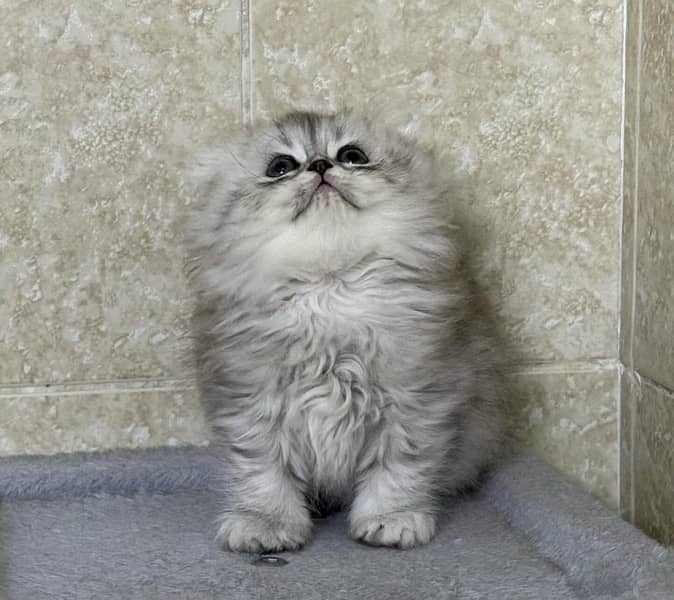 Imported Scottish Fold Kitten 1