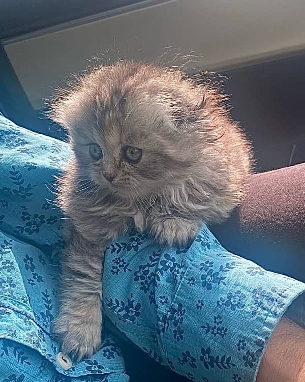 Imported Scottish Fold Kitten 2